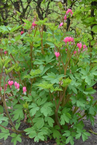 Dicentra admirable Dicentra spectabilis 5-10 Pot 9x9 cm (P9) Dicentra spectabilis