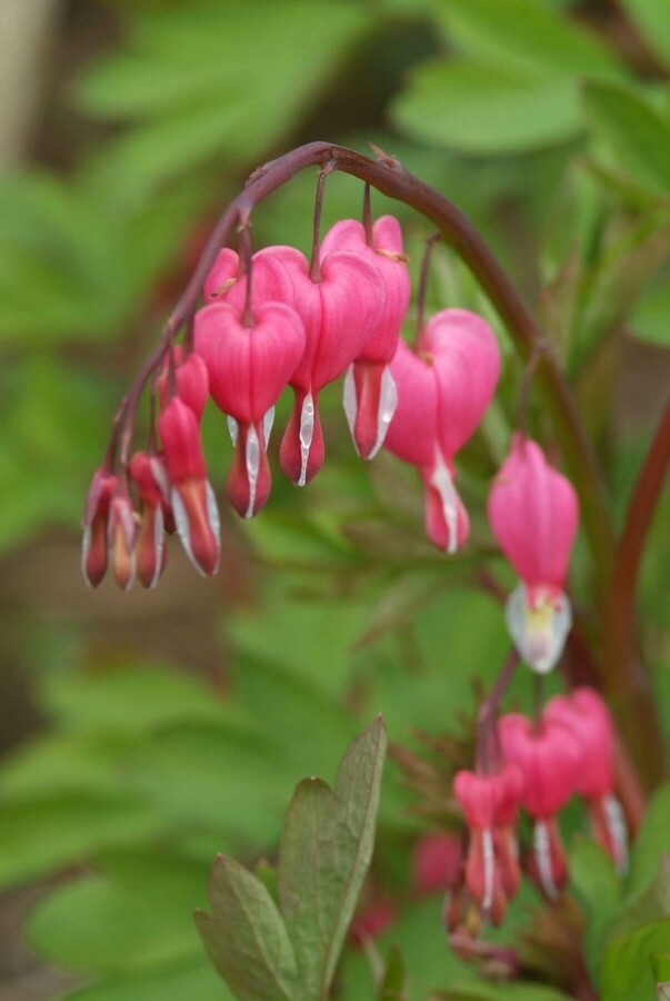 Dicentra admirable Dicentra spectabilis 5-10 Pot 9x9 cm (P9) Dicentra spectabilis