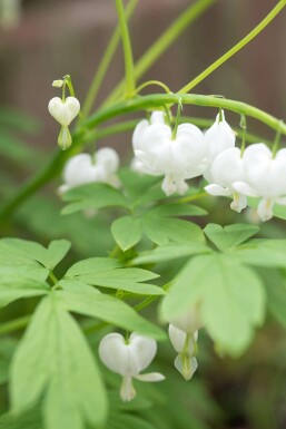 Dicentra admirable Dicentra spectabilis 'Alba' 5-10 Pot 9x9 cm (P9)