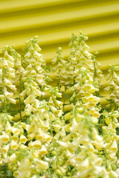 Digitale à grandes fleurs Digitalis grandiflora 5-10 Pot 9x9 cm (P9) Digitalis grandiflora