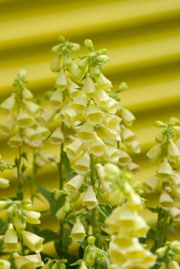 Digitale à grandes fleurs Digitalis grandiflora 5-10 Pot 9x9 cm (P9)