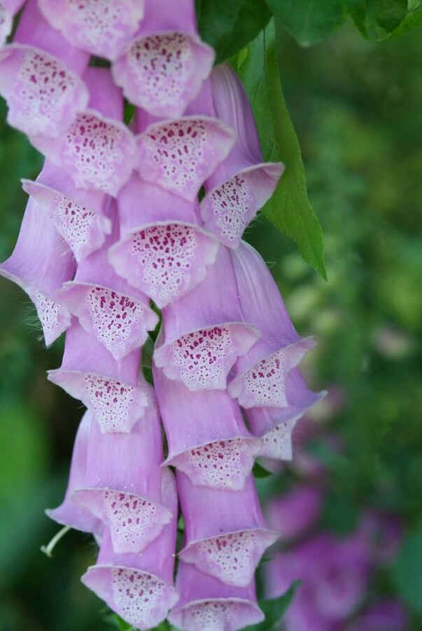Digitale pourpre Digitalis purpurea 10-15 Pot 2 l (C2) Digitalis purpurea