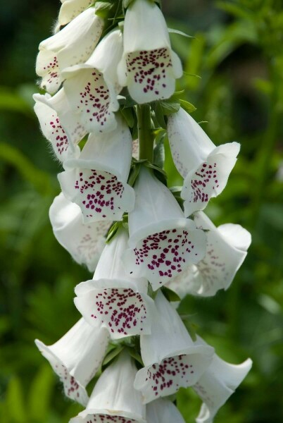 Digitale pourpre Digitalis purpurea 'Alba' 5-10 Pot 9x9 cm (P9) Digitalis purpurea 'Alba'
