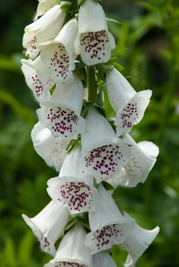 Digitale pourpre Digitalis purpurea 'Alba' 5-10 Pot 9x9 cm (P9) Digitalis purpurea 'Alba'