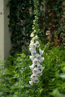 Digitale pourpre Digitalis purpurea 'Alba' 5-10 Pot 9x9 cm (P9) Digitalis purpurea 'Alba'