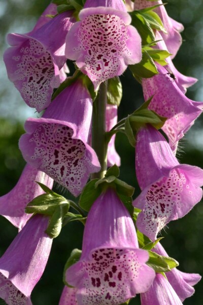 Digitale pourpre Digitalis purpurea 'Gloxiniiflora' 5-10 Pot 9x9 cm (P9) Digitalis purpurea 'Gloxiniiflora'