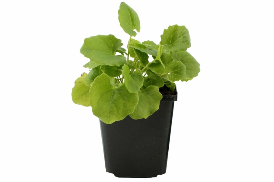 Doronic du Caucase Doronicum orientale 5-10 Pot 9x9 cm (P9) Doronicum orientale