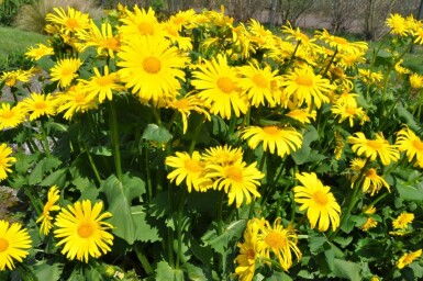 Doronic du Caucase Doronicum orientale 5-10 Pot 9x9 cm (P9) Doronicum orientale