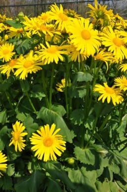 Doronic du Caucase Doronicum orientale 5-10 Pot 9x9 cm (P9) Doronicum orientale