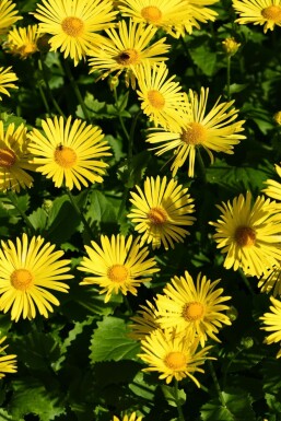 Doronic du Caucase Doronicum orientale 'Magnificum' 5-10 Pot 9x9 cm (P9)