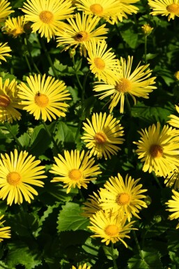 Doronic du Caucase Doronicum orientale 'Magnificum' 5-10 Pot 9x9 cm (P9) Doronicum orientale 'Magnificum'