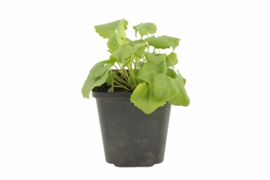 Doronic du Caucase Doronicum orientale 'Magnificum' 5-10 Pot 9x9 cm (P9) Doronicum orientale 'Magnificum'