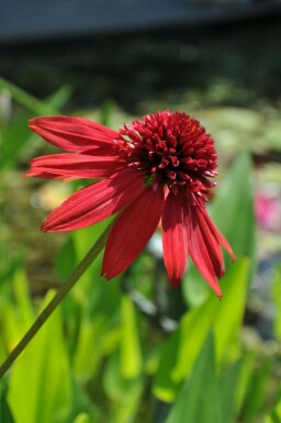 Échinacée Echinacea 'Eccentric' 5-10 Pot 9x9 cm (P9)