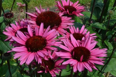 Échinacée Echinacea 'Fatal Attraction' 5-10 Pot 9x9 cm (P9)