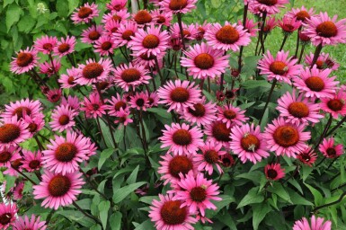 Échinacée Echinacea 'Fatal Attraction' 5-10 Pot 9x9 cm (P9) Echinacea 'Fatal Attraction'