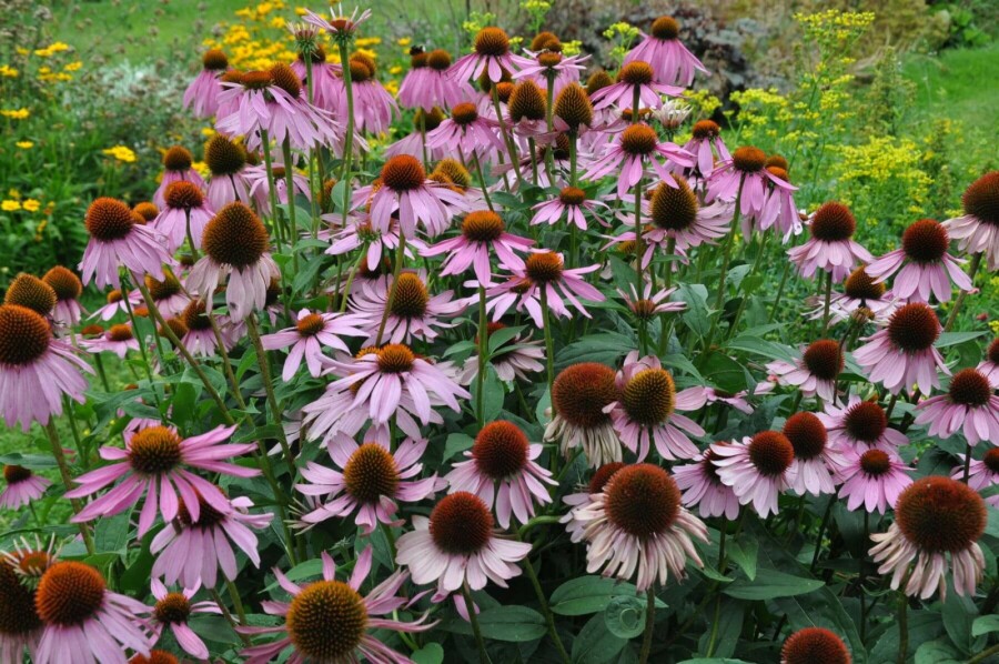 Échinacée pourpre Echinacea purpurea 5-10 Pot 9x9 cm (P9) Echinacea purpurea
