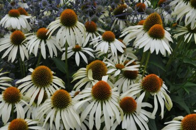 Échinacée pourpre Echinacea purpurea 'Alba' 10-15 Pot 2 l (C2) Echinacea purpurea 'Alba'