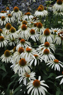 Échinacée pourpre Echinacea purpurea 'Alba' 5-10 Pot 9x9 cm (P9)