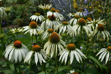 Échinacée pourpre Echinacea purpurea 'Alba' 5-10 Pot 9x9 cm (P9) Echinacea purpurea 'Alba'