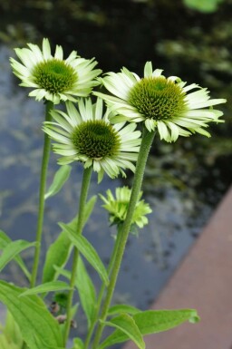 Échinacée pourpre Echinacea purpurea 'Green Jewel' 5-10 Pot 9x9 cm (P9)