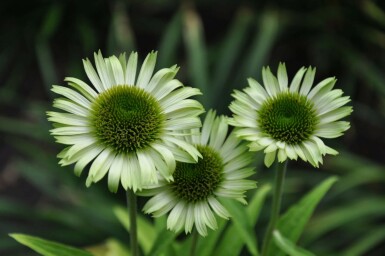 Échinacée pourpre Echinacea purpurea 'Green Jewel' 5-10 Pot 9x9 cm (P9)