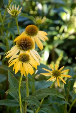 Échinacée pourpre Echinacea purpurea 'Harvest Moon' 5-10 Pot 9x9 cm (P9)