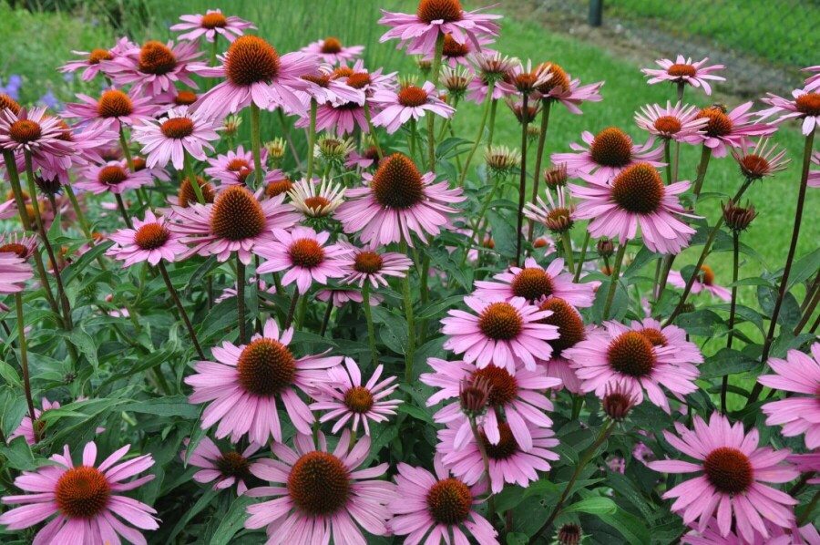 Échinacée pourpre Echinacea purpurea 'Magnus' 10-15 Pot 2 l (C2) Echinacea purpurea 'Magnus'