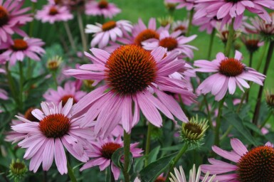 Échinacée pourpre Echinacea purpurea 'Magnus' 5-10 Pot 9x9 cm (P9)