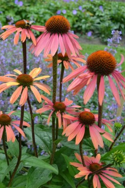 Échinacée pourpre Echinacea purpurea 'Summer Cocktail' 5-10 Pot 9x9 cm (P9) Echinacea purpurea 'Summer Cocktail'