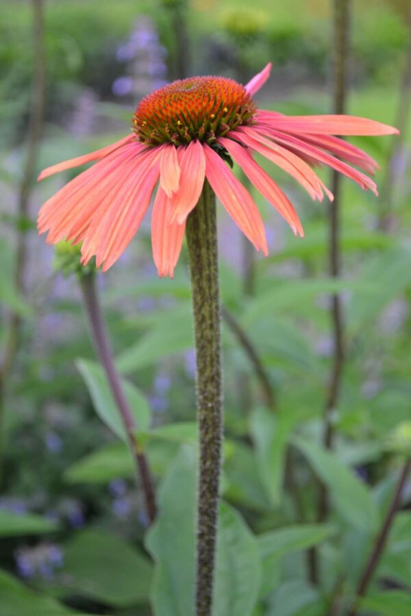 Échinacée pourpre Echinacea purpurea 'Summer Cocktail' 5-10 Pot 9x9 cm (P9) Echinacea purpurea 'Summer Cocktail'