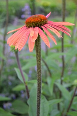 Échinacée pourpre Echinacea purpurea 'Summer Cocktail' 5-10 Pot 9x9 cm (P9)