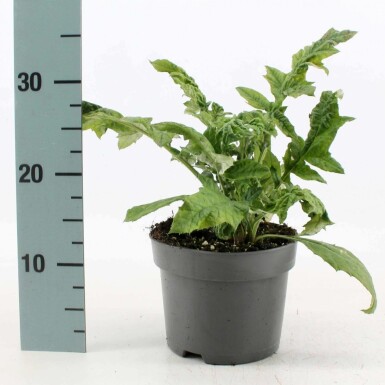 Échinops ritro Echinops ritro 10-15 Pot 2 l (C2) Echinops ritro