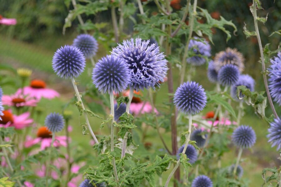 Échinops ritro Echinops ritro 10-15 Pot 2 l (C2) Echinops ritro