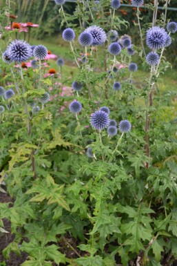 Échinops ritro Echinops ritro 5-10 Pot 9x9 cm (P9)