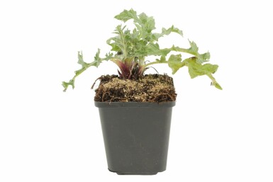 Échinops ritro Echinops ritro 5-10 Pot 9x9 cm (P9) Echinops ritro