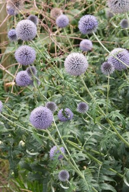 Échinops ritro Echinops ritro 'Veitch's Blue' 5-10 Pot 9x9 cm (P9) Echinops ritro 'Veitch's Blue'