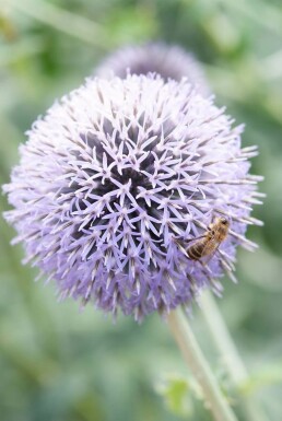 Échinops ritro Echinops ritro 'Veitch's Blue' 5-10 Pot 9x9 cm (P9)