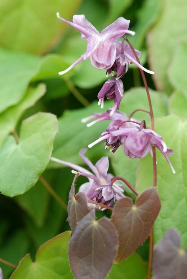 Fleur des elfes Epimedium grandiflorum 'Lilafee' 5-10 Pot 9x9 cm (P9) Epimedium grandiflorum 'Lilafee'