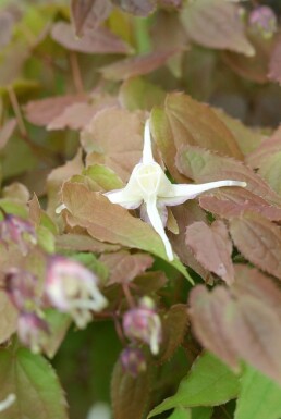 Fleur des elfes Epimedium grandiflorum 'Lilafee' 5-10 Pot 9x9 cm (P9) Epimedium grandiflorum 'Lilafee'