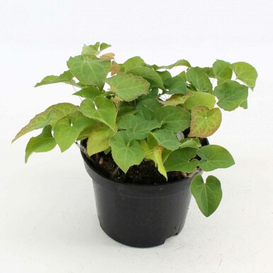 Épimède Epimedium × perralchicum 'Frohnleiten' 10-15 Pot 2 l (C2) Epimedium × perralchicum 'Frohnleiten'