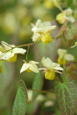 Épimède Epimedium × perralchicum 'Frohnleiten' 5-10 Pot 9x9 cm (P9)