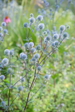 Panicaut plane Eryngium planum 'Blauer Zwerg' 5-10 Pot 9x9 cm (P9)