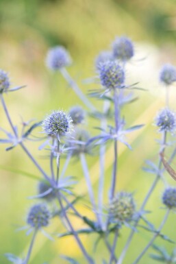 Panicaut plane Eryngium planum 'Blauer Zwerg' 5-10 Pot 9x9 cm (P9)