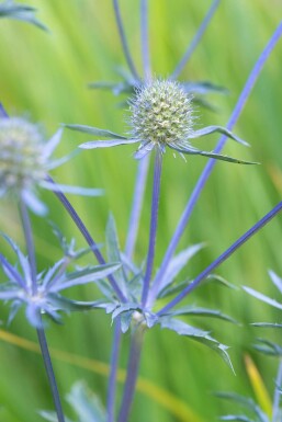 Panicaut plane Eryngium planum 'Blauer Zwerg' 5-10 Pot 9x9 cm (P9) Eryngium planum 'Blauer Zwerg'