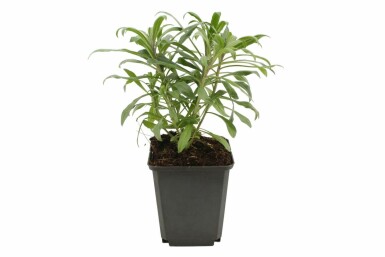 Vélar Erysimum 'Bowles Mauve' 5-10 Pot 9x9 cm (P9) Erysimum 'Bowles Mauve'