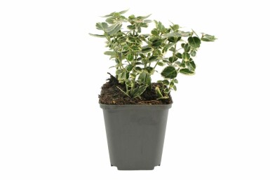 Fusain de Fortune Euonymus fortunei 'Emerald Gaiety' Arbuste 5-10 Pot 9x9 cm (P9)