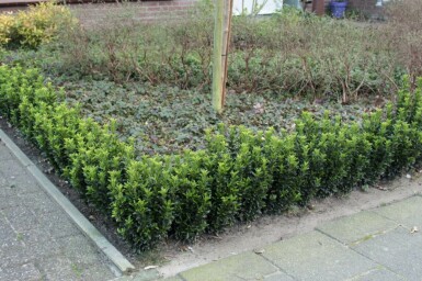 Fusain du Japon Euonymus japonicus 'Green Spire' Arbuste 10-15 Pot 9x9 cm (P9)