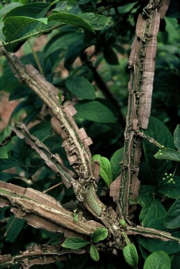 Fusain liège de Chine Euonymus phellomanus Arbuste 20-30 Pot 2 l (C2)