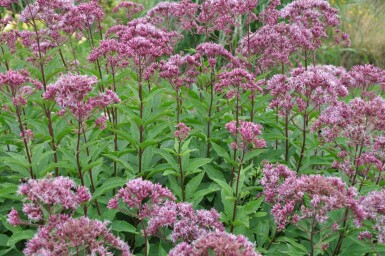 Eupatoire maculée Eupatorium maculatum 'Atropurpureum' 5-10 Pot 9x9 cm (P9)