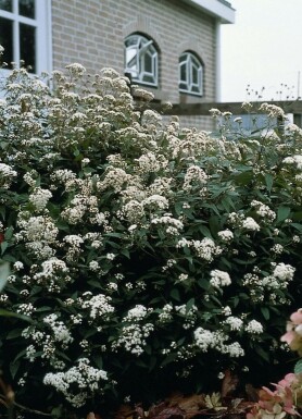 Eupatoire rugueuse Eupatorium rugosum 'Chocolate' 5-10 Pot 9x9 cm (P9)